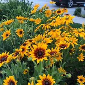 Meet your Posher, Lucy